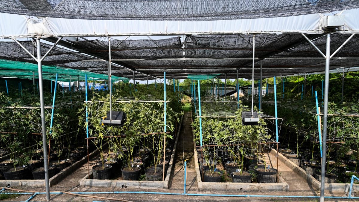 Thai lawmakers plan fresh push to tighten use of cannabis