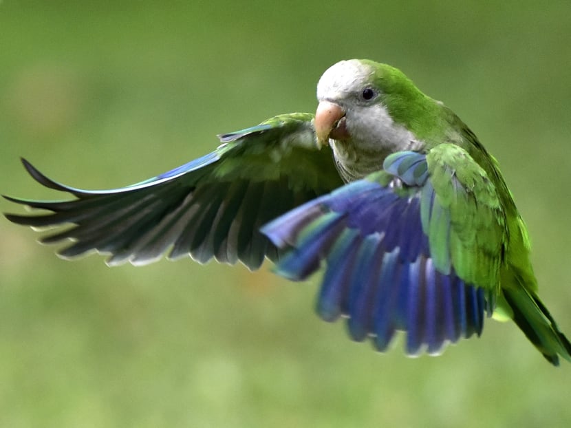 green quaker parrot