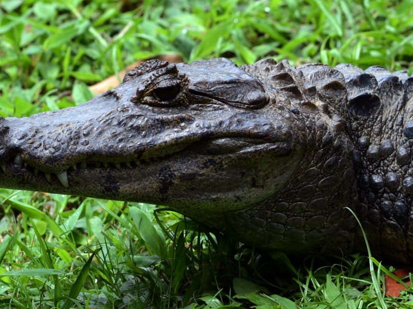 Alligator. AFP file photo