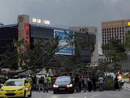 A screengrab of a video on TikTok showed the collapsed tree crushing the roof of a grey pickup as bystanders flocked to the accident site.