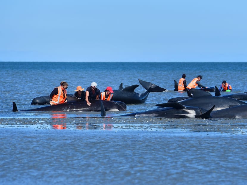 A photo from Feb 11, 2017 shows fishermen looking at pilot whales which died in a mass stranding at Farewell Spit. A recent mass stranding left almost 100 pilot whales have dead on New Zealand's remote Chatham Islands, conservation officials said on Nov 25, 2020. A photo from Feb 11, 2017 shows fishermen looking at pilot whales which died in a mass stranding at Farewell Spit. A recent mass stranding left almost 100 pilot whales have dead on New Zealand's remote Chatham Islands, conservation officials said on Nov 25, 2020.