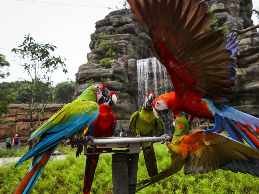 Macaws at Hong Leong Foundation Crimson Wetlands at Bird Paradise at Mandai on April 21, 2023.
