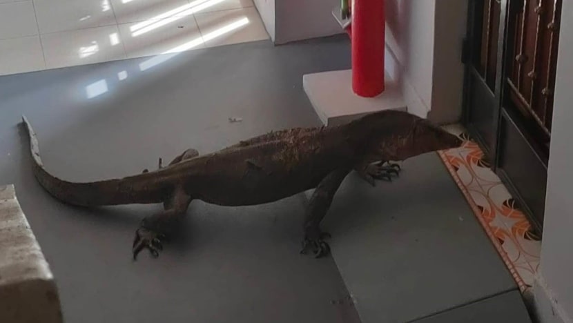 'Pretty scary': Monitor lizard seen outside Bedok North HDB flat 'Pretty scary': Monitor lizard seen outside Bedok North HDB flat