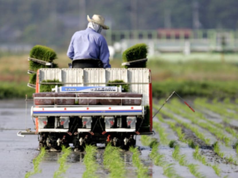 A Japanese farmer planting rice. Rice is a symbol of self-sufficiency in Japan. Photo: Reuters
