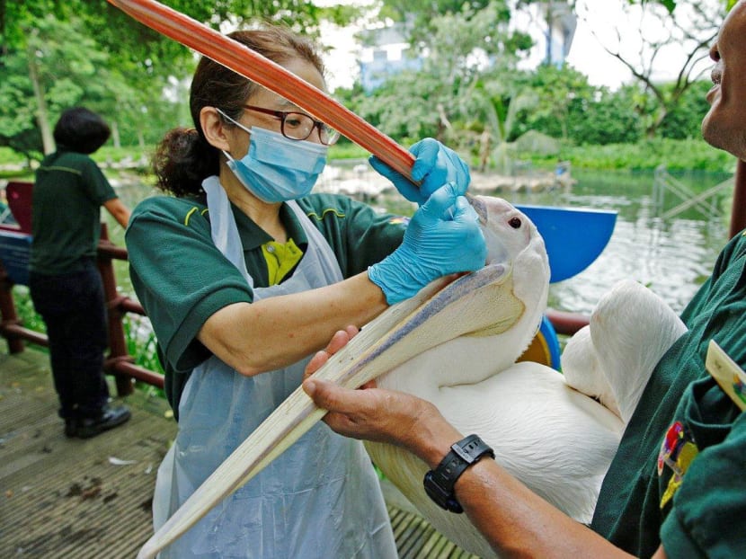Veterinarian Dr Chiharu Okumura administers a dewormer to a great white pelican during Jurong Bird Park’s annual health check to ensure the birds are free of parasites. Photo: Wildlife Reserves Singapore