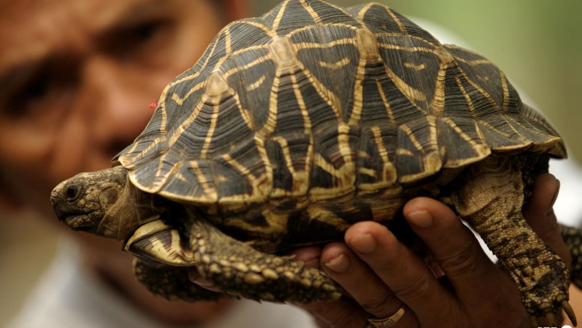 马来西亚从“忍者神龟帮”手中拯救了数百只乌龟 – CNA
