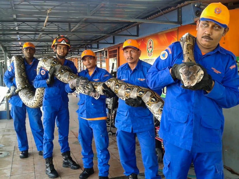 Members of the Malaysia’s Civil Defence Force posing for pictures with a python that was caught near a tree at a construction site in Penang. Photo: AFP