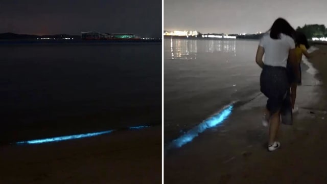 既美丽又梦幻 本地海滩出现“蓝色海浪” 