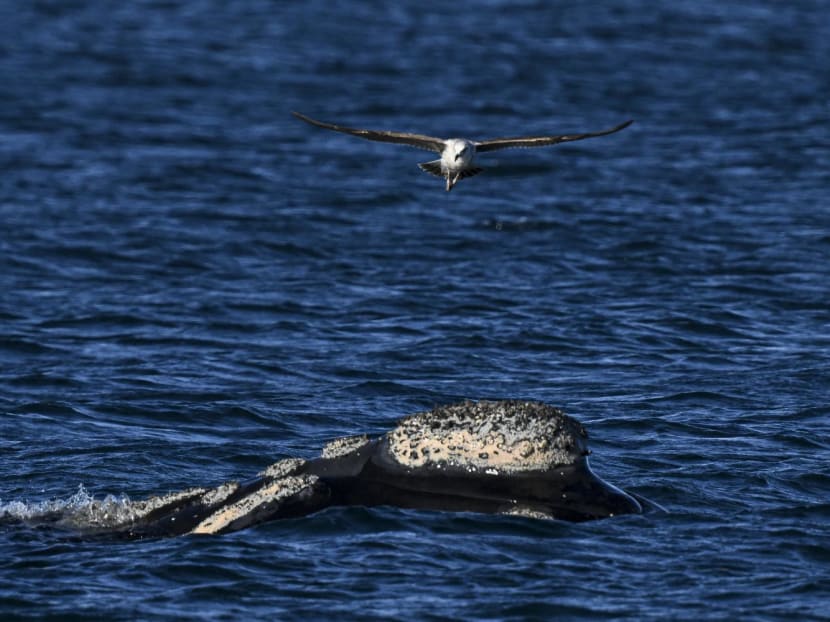 A Kelp Gull (Larus dominicanus) flies over a southern right whale (Eubalaena australis) at La Cantera beach near Puerto Madryn, Chubut Province, Argentina, on Oct 6.