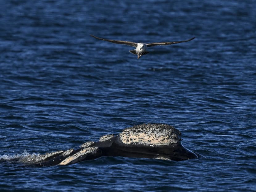 A Kelp Gull (Larus dominicanus) flies over a southern right whale (Eubalaena australis) at La Cantera beach near Puerto Madryn, Chubut Province, Argentina, on Oct 6. A Kelp Gull (Larus dominicanus) flies over a southern right whale (Eubalaena australis) at La Cantera beach near Puerto Madryn, Chubut Province, Argentina, on Oct 6.