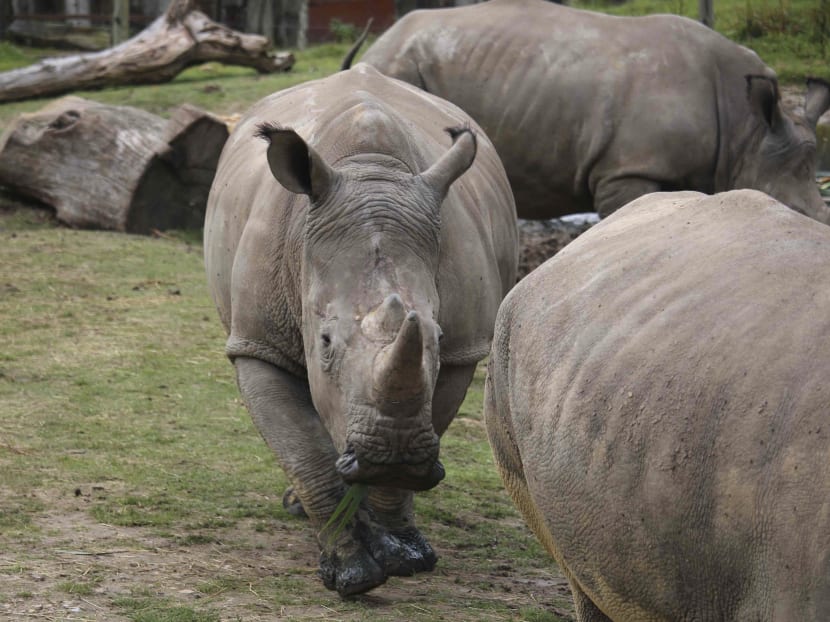 This undated photo provided Tuesday March 7, 2017 by the Thoiry zoo shows the rhinoceros Vince, center, at the zoo, west of Paris. A zoo director says a five-year-old Rhinoceros living in the wildlife park he runs near Paris has been shot three times in the head by poachers who stole its ivory horn. Photo via AP