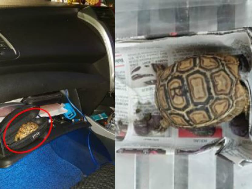 Officers from ICA at Woodlands Checkpoint had first detected the leopard tortoise, which was hidden in an eyewear case placed in a Singapore-registered car's glove compartment, on April 13 this year.