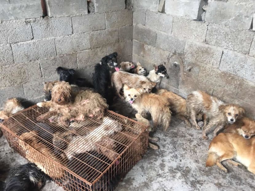 Time for China to ban dog meat festival and ritualised slaughter of