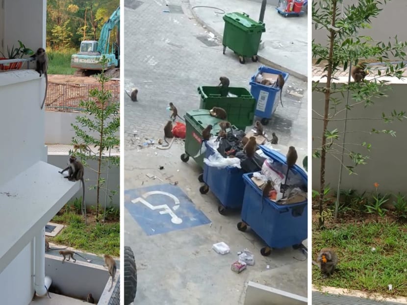 <p>A composite photo showing long-tailed macaques in parts of the Punggol East estate.</p>
