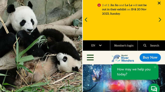 大熊猫母子隔离被指出现焦虑 园方：将听取专业意见