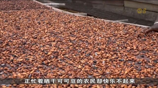 氣候沖擊非洲可可產量 全球巧克力價格飆升四倍