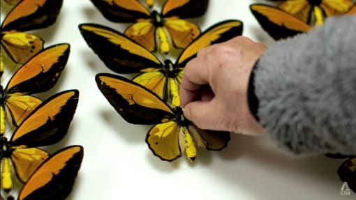 ‘It’s hard to be satisfied with just one’: What’s driving the black market for butterflies in Asia?