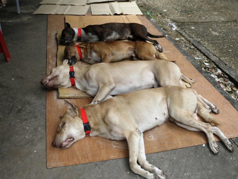 It’s a dog’s life: Yangon neuters city’s many strays