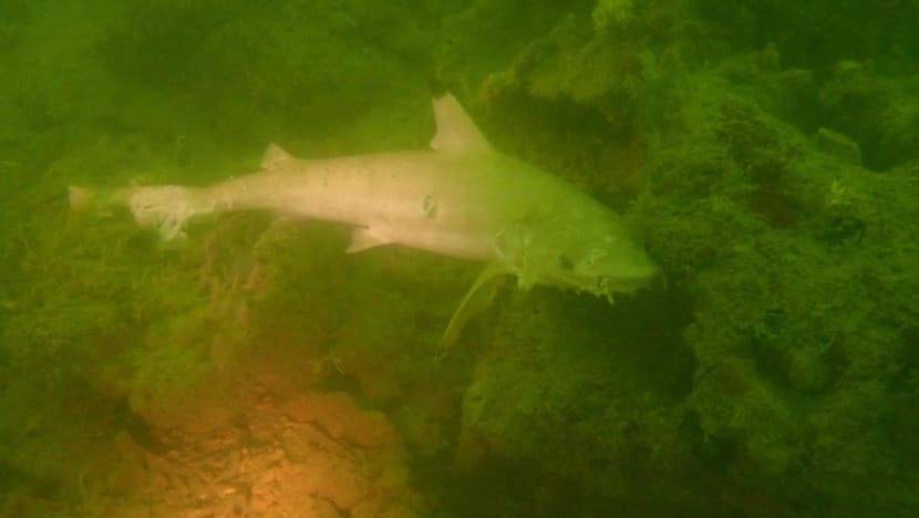 NParks says dead blacktip reef sharks likely caught in gill net, reminds public about sustainable fishing methods NParks says dead blacktip reef sharks likely caught in gill net, reminds public about sustainable fishing methods