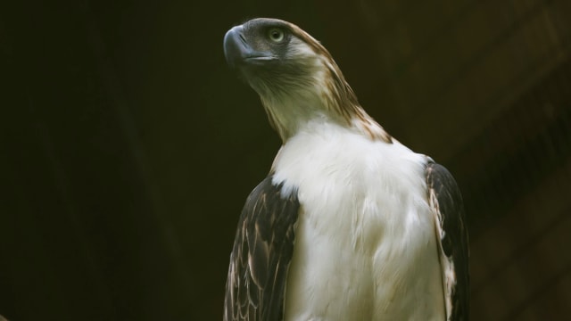 本地飞禽公园一只菲律宾“国宝鹰”死亡