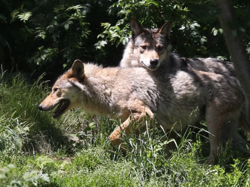 European grey wolves pictured in the semi-wildlife animal park of Les Angles, southwestern France. Photo: AFP