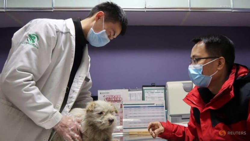 Animal activist in China's Wuhan happy to be back to routine rescues Animal activist in China's Wuhan happy to be back to routine rescues