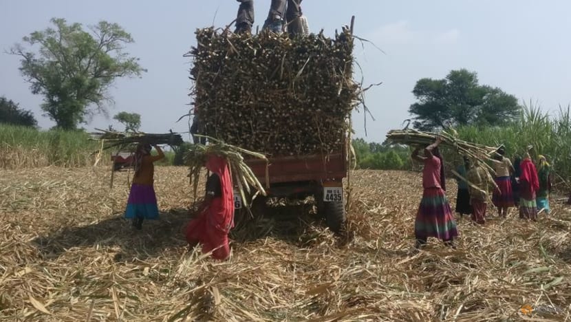 Indian mills gear up to make raw sugar for export as global prices rally