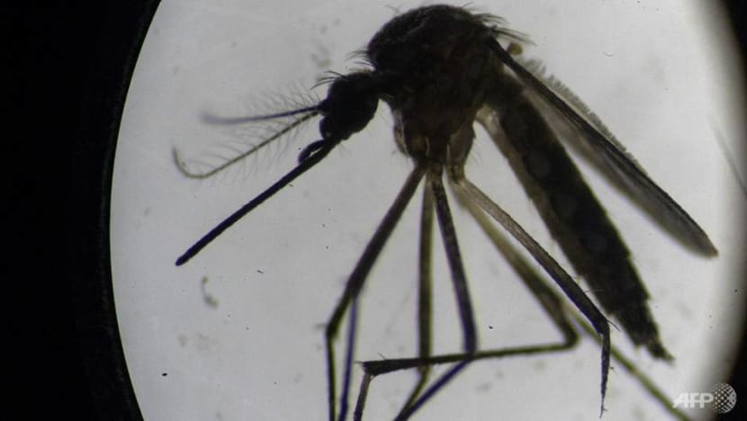 Which areas in Singapore have more Aedes mosquitoes? There's an app for that Which areas in Singapore have more Aedes mosquitoes? There's an app for that