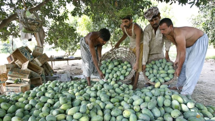 Pakistan's mango production to fall by 50% due to heatwave, water shortage Pakistan's mango production to fall by 50% due to heatwave, water shortage