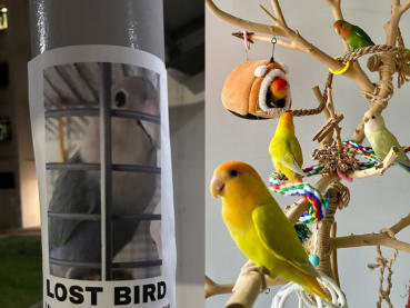‘They fly while you walk’: How Singapore's pet birds are lost and found