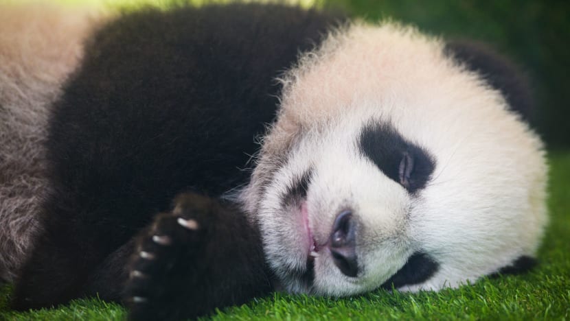 river safari panda viewing