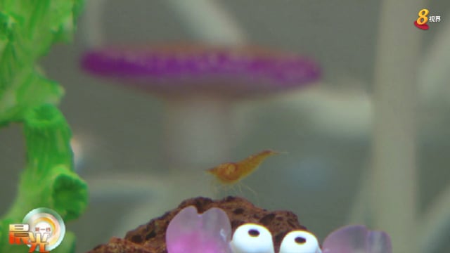 晨光|玩物壮志：迷你虾成时下新宠 饲养贴士教你几招