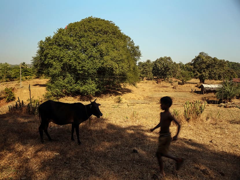 A boy walks past by a cow in Kainad village in Dahanu Road, India. Photo: Bloomberg
