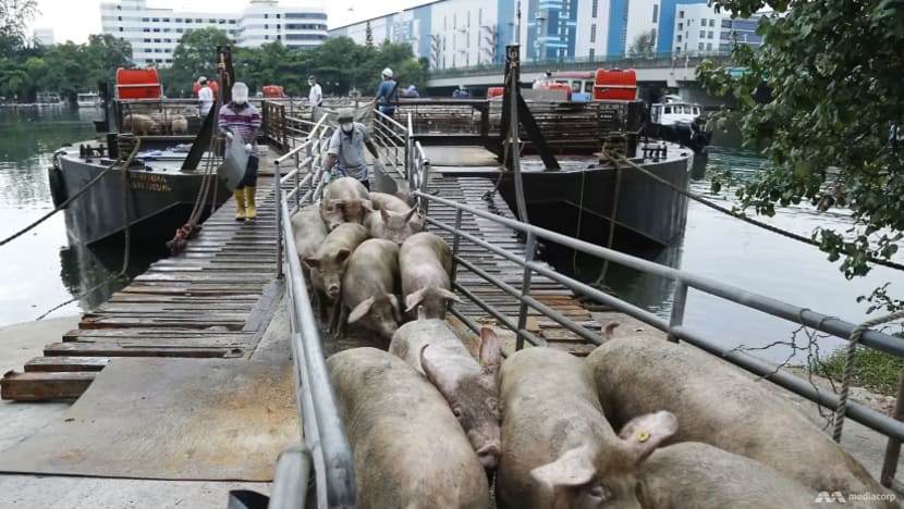 Singapore halts import of live pigs from Pulau Bulan after African swine fever detected in carcasses
