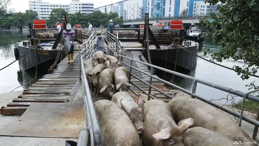 Singapore halts import of live pigs from Pulau Bulan after African swine fever detected in carcasses Singapore halts import of live pigs from Pulau Bulan after African swine fever detected in carcasses