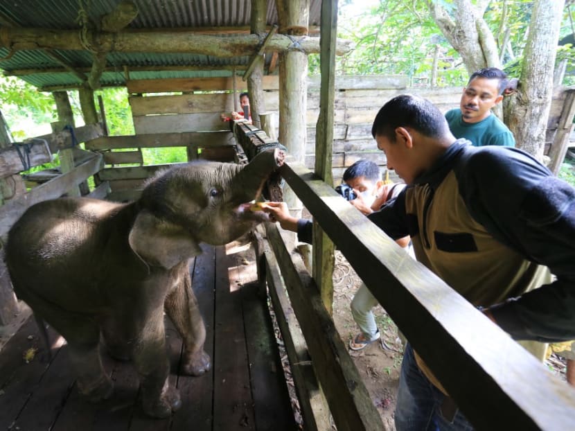 An officer tends to a baby elephant injured by a trap at an elephant centre in Saree, Aceh Besar on Nov 15, 2021, after being evacuated by a conservation agency the previous day for treatment.