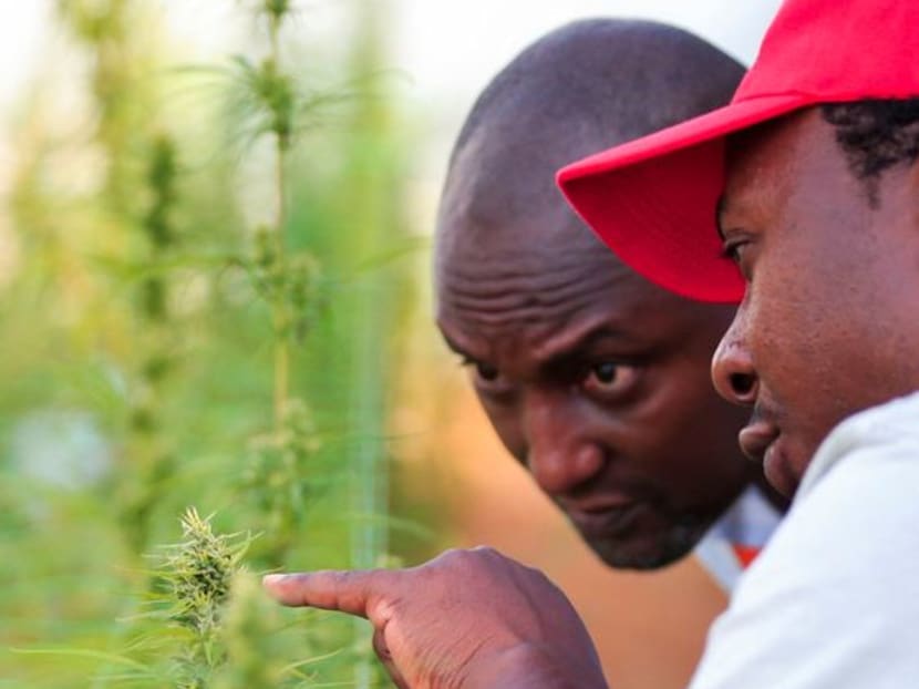 Zimbabwean farmers hope for whiff of cannabis boom Zimbabwean farmers hope for whiff of cannabis boom