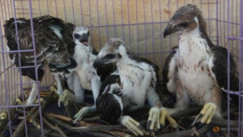 Facebook purges ads for illegal wildlife in Southeast Asia as online trade surges Facebook purges ads for illegal wildlife in Southeast Asia as online trade surges