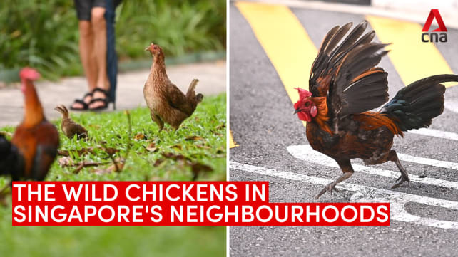 The wild chickens in Singapore's neighbourhoods | Video