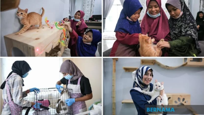 Wanita ini usahakan ruang istimewa bagi kucing dibelai, didandan Wanita ini usahakan ruang istimewa bagi kucing dibelai, didandan