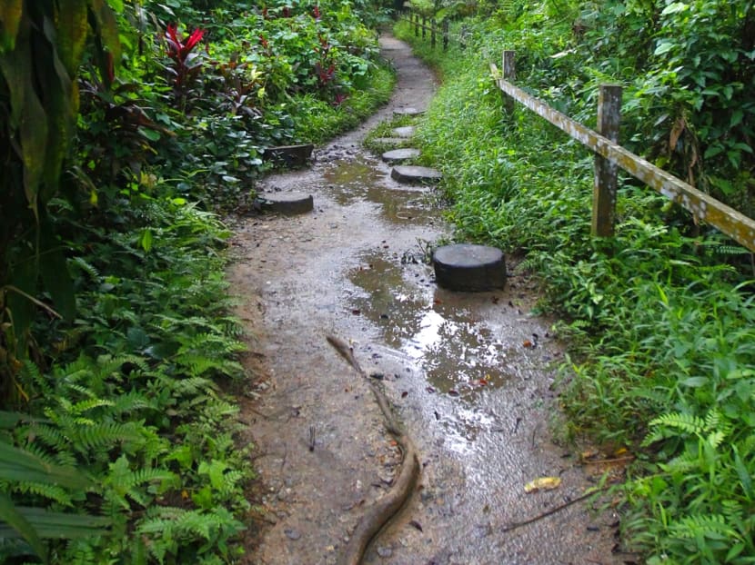 Bukit Timah Nature Reserve to close for restoration