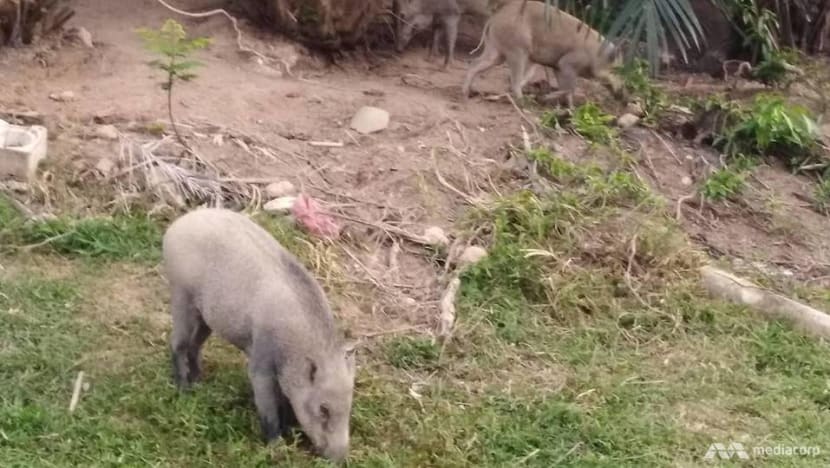 Wild boar sightings in Punggol not uncommon but rarely a problem: Residents 