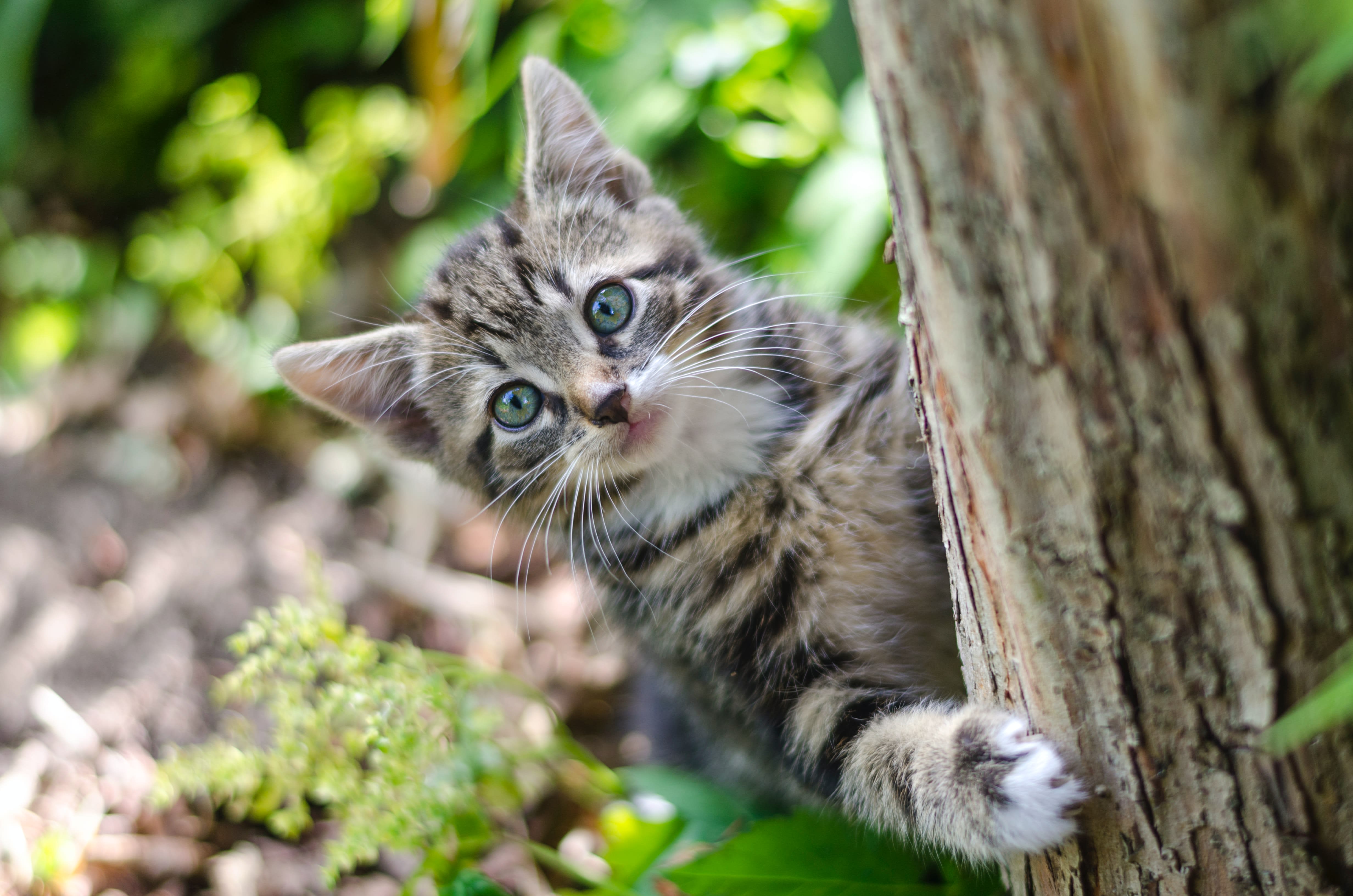 File photo of a kitten. File photo of a kitten.