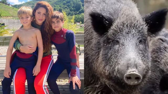 Shakira和8岁儿到公园散步　遭2只野猪袭击