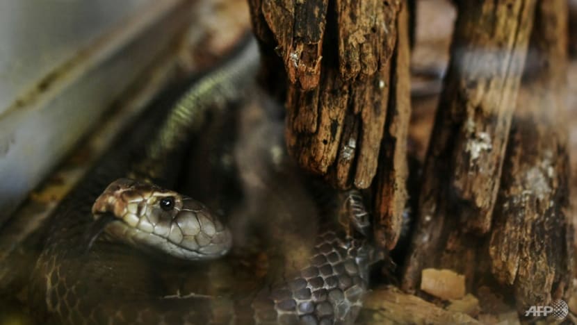 Man in India gets life sentence for using snakes to kill wife Man in India gets life sentence for using snakes to kill wife