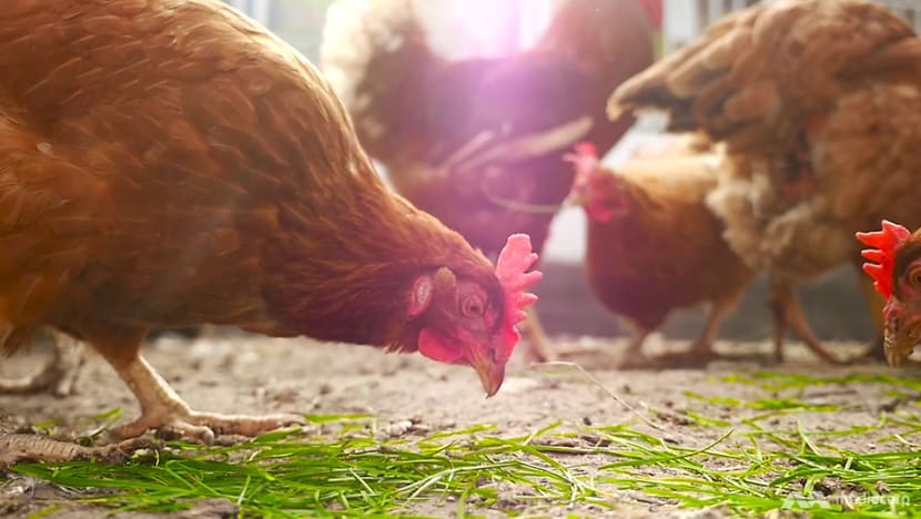 Antibiotics in chicken a cause for concern? And five other questions about poultry today Antibiotics in chicken a cause for concern? And five other questions about poultry today