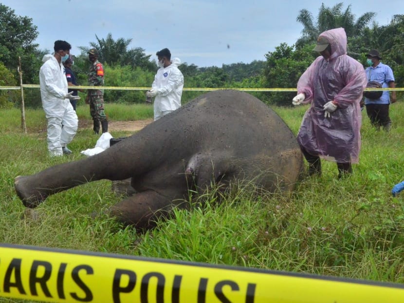 Officials work at the scene where a critically endangered Sumatran elephant was found decapitated with its tusks missing in Banda Alam, East Aceh, on July 12, 2021.