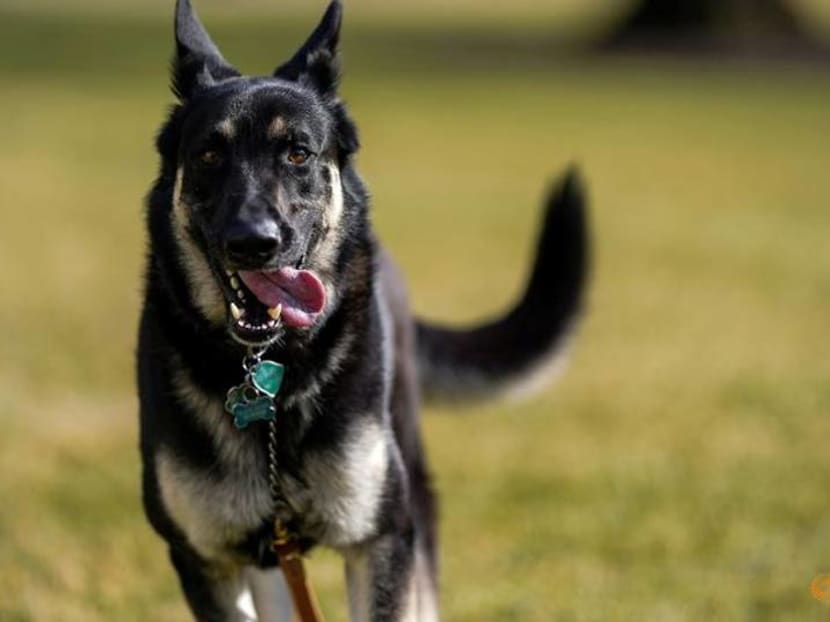 Biden says Major, his German Shepherd, is out of the dog house Biden says Major, his German Shepherd, is out of the dog house