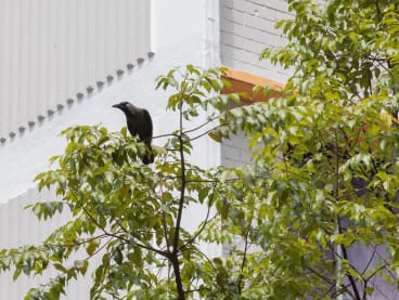 A crow on a tree near Block 110 Bishan Street 12, pictured on Feb 19, 2023.