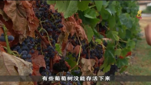 法国酷热干旱威胁农作物 葡萄酒减产品质下降